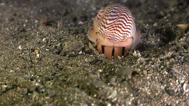 Moon shell digging into volcanic sand substrate