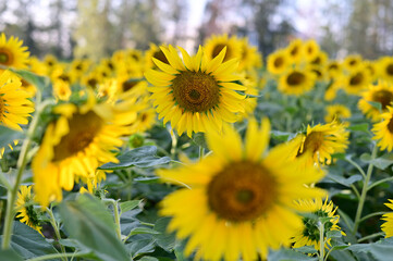 Fototapeta premium Fresh Sunflower blooming in the morning sun shine with nature background in the garden, Thailand.