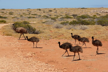 Australia wild Emus in wild Outback, Western Australia
