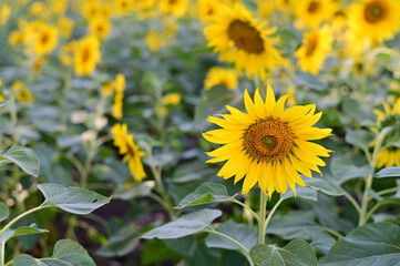 Fresh Sunflower blooming in the morning sun shine with nature background in the garden, Thailand.