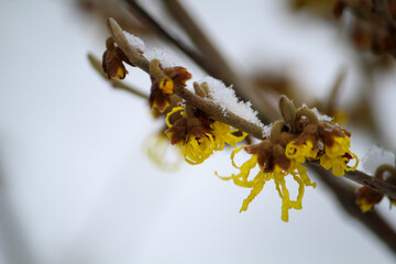 the first flowers of the witch hazel (Hamamelis) in the snow