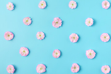 Pink cherry blossoming flowers pattern on blue background. Flat lay. Top view. Valentines day background