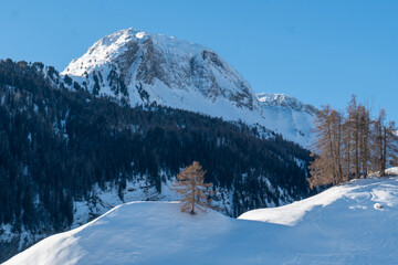 Winterlandschaft mit Lärchen in den Schweizer Alpen
