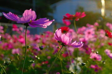 Fototapeta premium 花