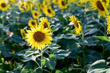 Fresh Sunflower blooming in the morning sun shine with nature background in the garden, Thailand.