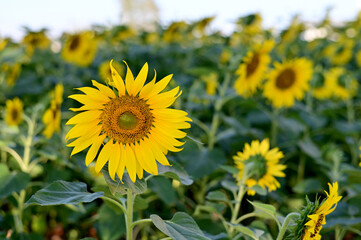 Fresh Sunflower blooming in the morning sun shine with nature background in the garden, Thailand.
