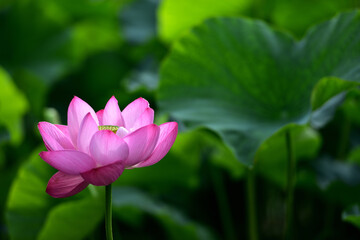 咲き誇る蓮の花