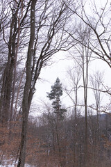 Beautiful trees in a forest in Vienna, Austria