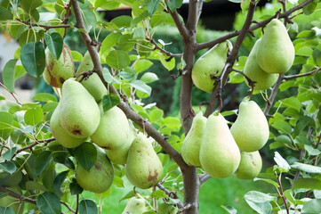 A small pear tree with many, large and ripe fruits in the garden