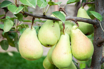 Part of a small pear tree with many, large and ripe fruits in the garden