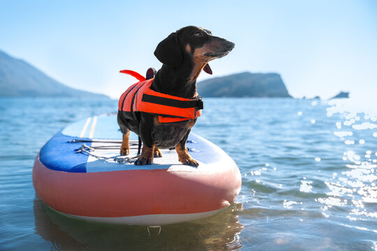 Cute dachshund dog wearing orange life jacket standing on SUP-board as skilled surfer on sea water on sunny day close view