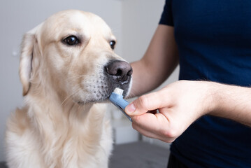 Male hand holding a dog's toothbrush with tooth gel. Golden Retriever in the background