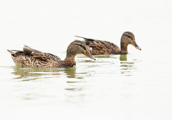 Mallard ducks feeding at Tubli bay, Bahrain