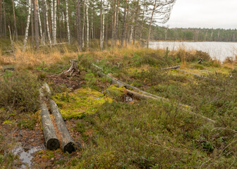 old tree trunks across a ditch, swampy forest background, the land is covered with bog-specific plants, swamp