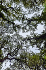cork oaks seen from the ground