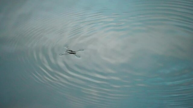 Water Strider Jumps On Water Surface With Reflection, close up, static shot