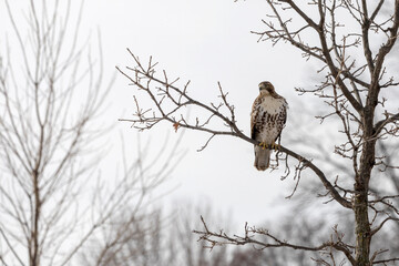 The bird of prey sitting on a tree