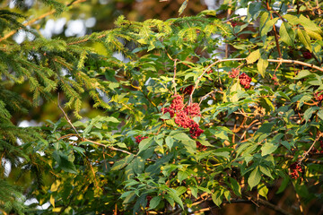 red berries on a tree