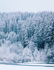 frozen forest in a snow covered amazing landscape