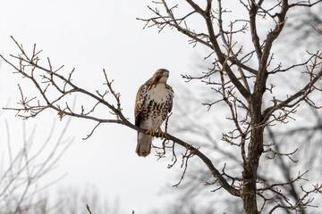 The bird of prey sitting on a tree