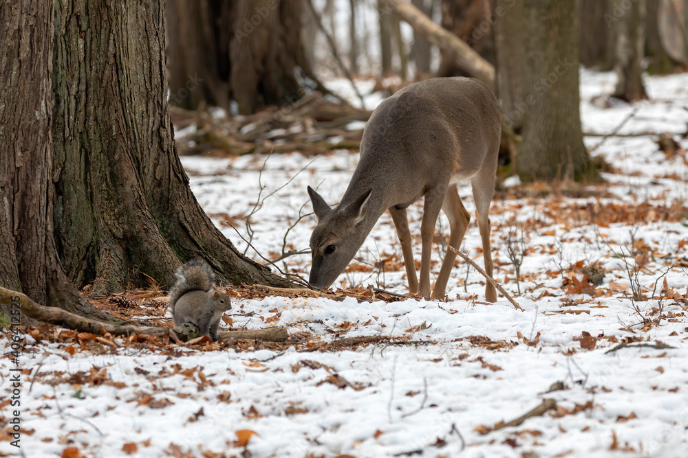 Canvas Prints Eastern gray squirrel and white tailed deer in the park.