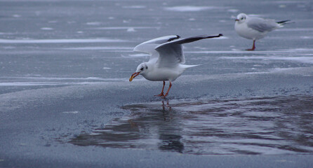 Seagull with nut