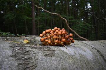 autumn in the forest
