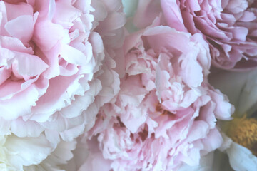 beautiful pink and white peony flowers