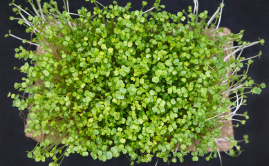 Microgreens grow on a linen rug. Green sprouts of alfalfa on a black background. Selective focus. Close-up. Healthy eating.