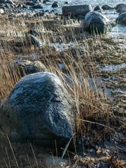 sea and wind made abstract formations of frozen dry reeds