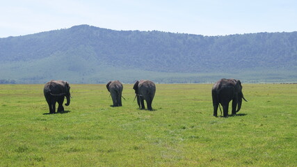 Fototapeta na wymiar Elephant family at the bottom of Ngorongoro Crater, Tanzania.
