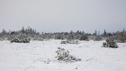 Winterlandschaft im Nebel