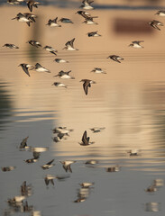Flock of Dunlins and little stints flying at Tubli bay, Bahrain