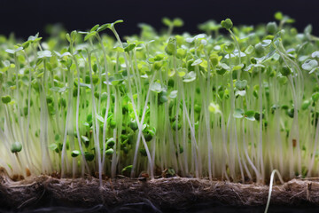 Obraz na płótnie Canvas Microgreens grow on a linen rug. Green sprouts of alfalfa on a black background. Selective focus. Close-up. Healthy eating.