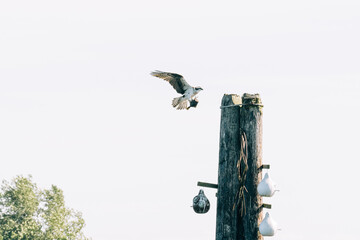Side view of an osprey approaching a post while carrying a flatfish