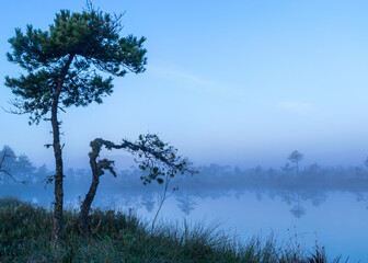Obraz na płótnie Canvas misty mire landscape with swamp pines and traditional mire vegetation, fuzzy background, fog in bog, twilight