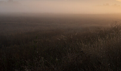 Obraz na płótnie Canvas morning mist over the field