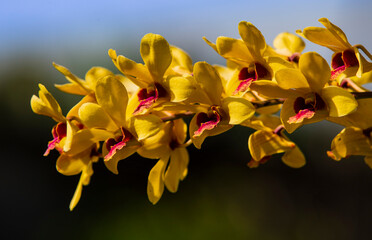yellow orchid in the garden