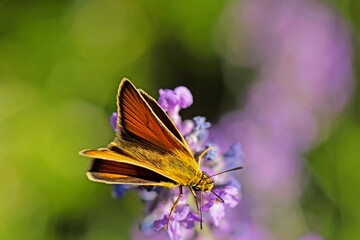 Small skipper (Thymelicus sylvestris) macro 
photo in the leaf on sunset clearing.Raw.Image
