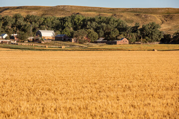 Wheat growing in North Dakota