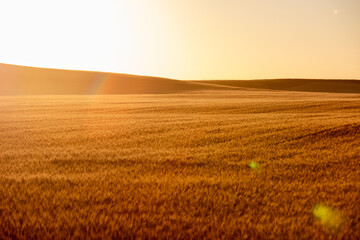 Wheat growing in North Dakota field