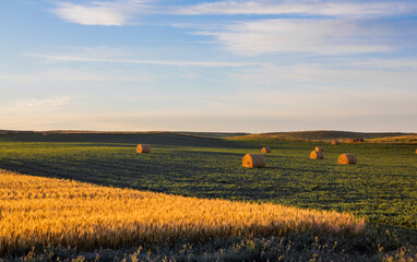 Soybeans growing in North Dakota field with hay and wheat © Cavan