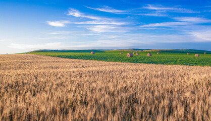 Wheat fields in North Dakota with soybeans in back