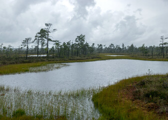 rainy day, rainy background, traditional bog landscape, bog lake in the rain, swamp grass and moss,...