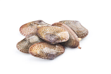 Flower clam on a white background