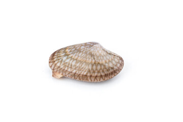Flower clam on a white background