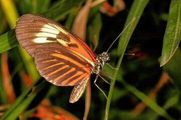 The Madeira or Postman butterfly with a profile shot.