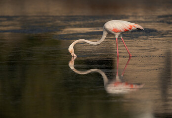 A Greater Flamingo feeding at Tubli bay in the morning, Bahrain