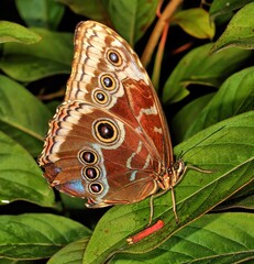Closed wing Blue morpho butterfly on a green leaf. Morpho Achilles.