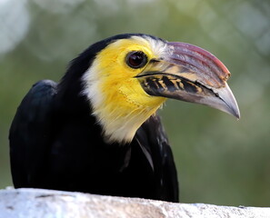 Head shot of a male Sulawesi hornbill. Rhabdotorrhinus exarhatus.